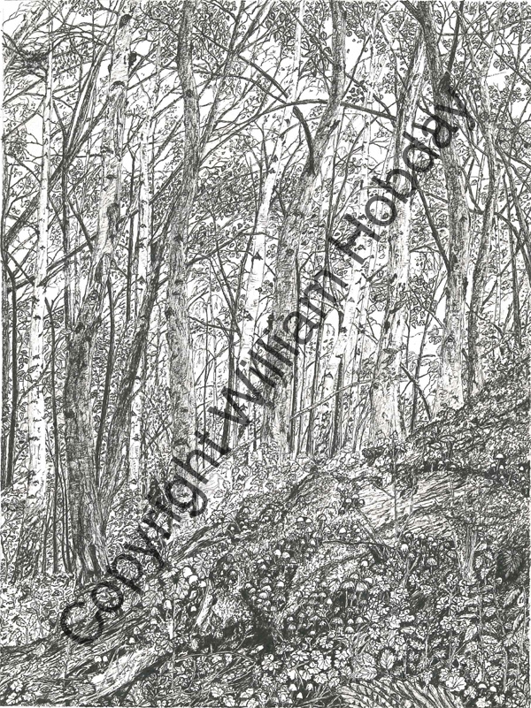 Toadstools in the Woodlands